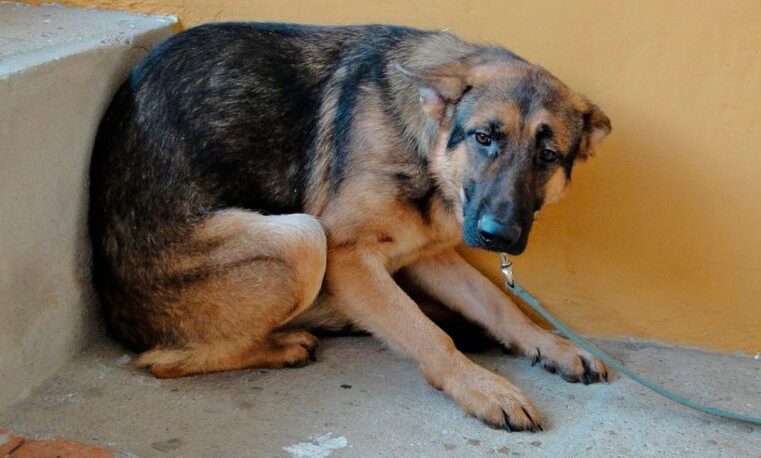 Protege a tu mascota de la pirotecnia y evita daños en su salud