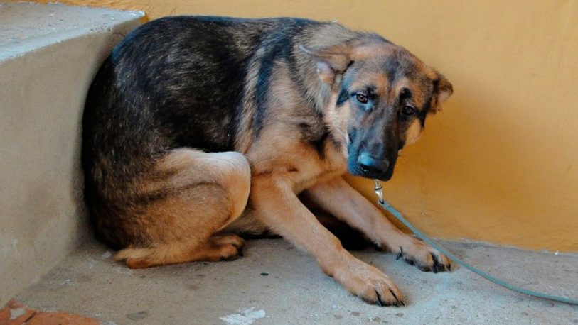 Protege a tu mascota de la pirotecnia y evita daños en su salud