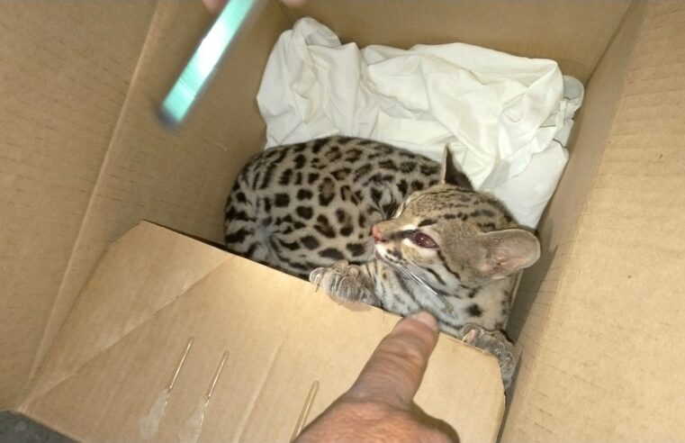 Rescatan un tigrillo herido y desnutrido en poblado yucateco