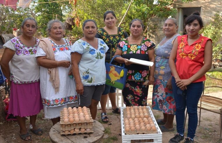 Toks vuelve a vender en sus restaurantes de Mérida huevo de gallina libre de jaula
