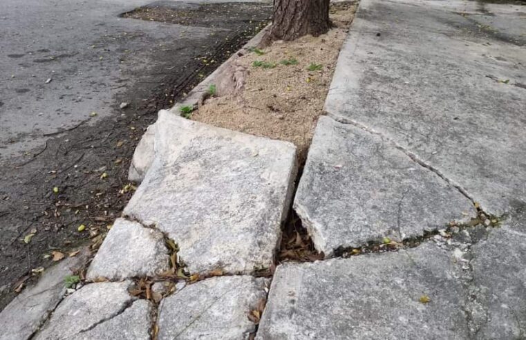 El Ayuntamiento admite que no puede con la poda de árboles en Mérida