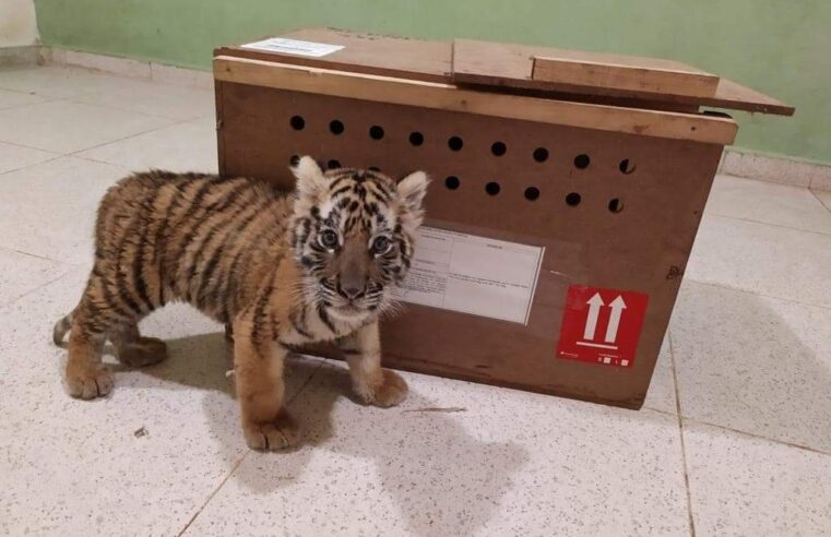 Pretendía volar con un tigre de bengala en una caja de madera