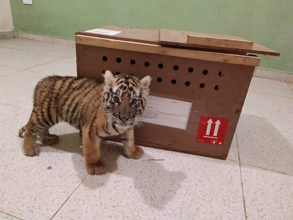 Pretendía volar con un tigre de bengala en una caja de madera