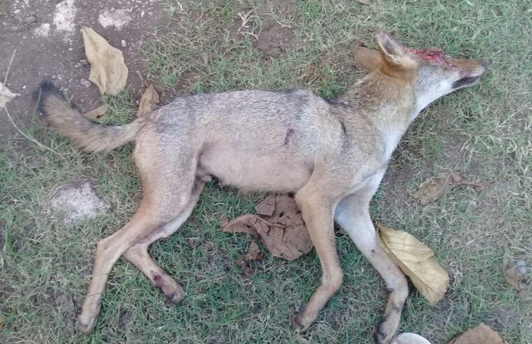 Ganaderos declaran la guerra a los coyotes en Yucatán: ya mataron cinco