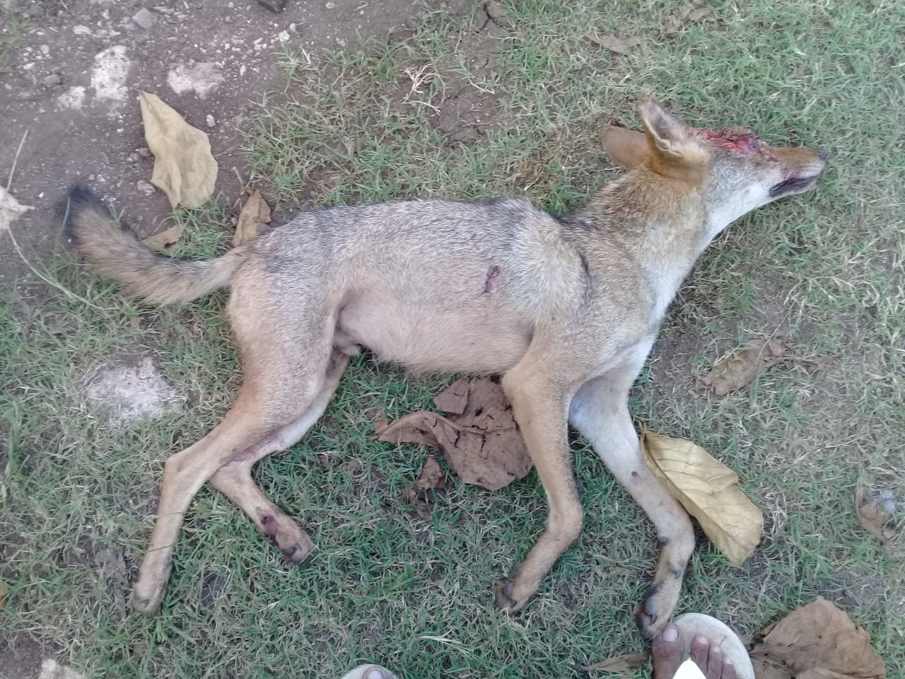 Ganaderos declaran la guerra a los coyotes en Yucatán: ya mataron cinco