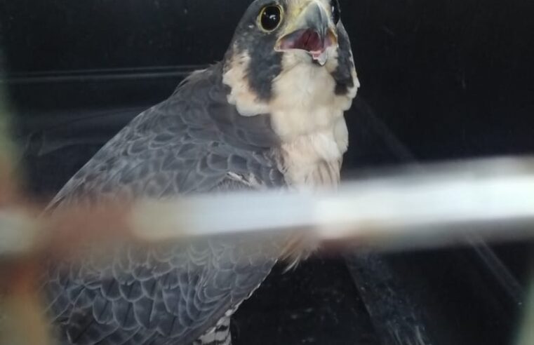 Aterriza gavilán en estacionamiento del centro de Mérida