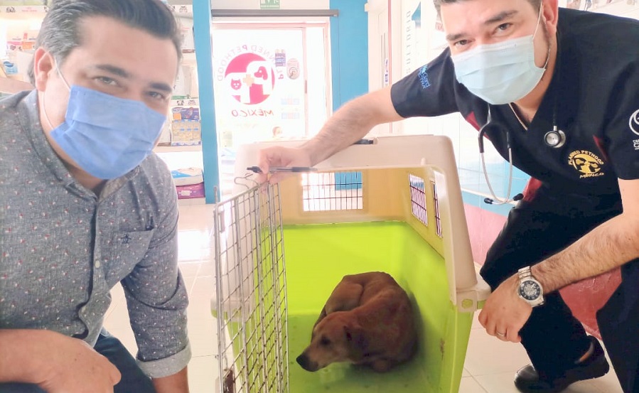 Ya limpio y esterilizado, perro ‘arqueólogo’ regresa a Chichén Itzá