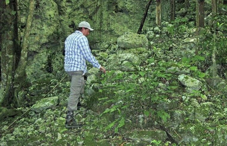Descubren en la Península arboledas sagradas de cacao de los mayas