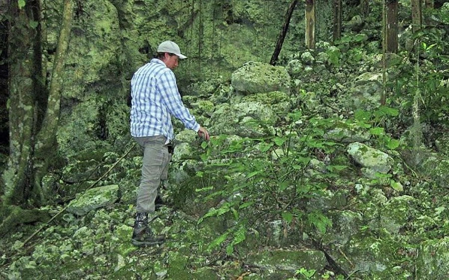 Descubren en la Península arboledas sagradas de cacao de los mayas