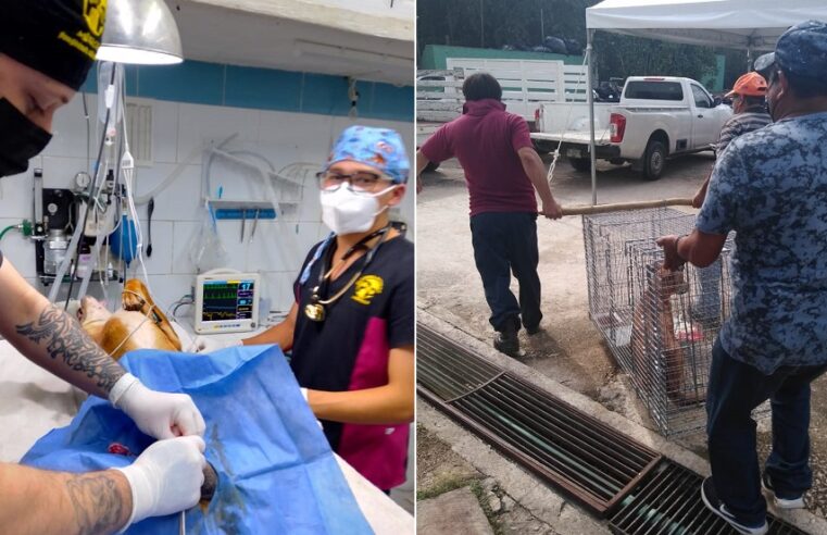 Atrapan un perro ‘arqueólogo’ de Chichén Itzá: lo bañan y lo esterilizan