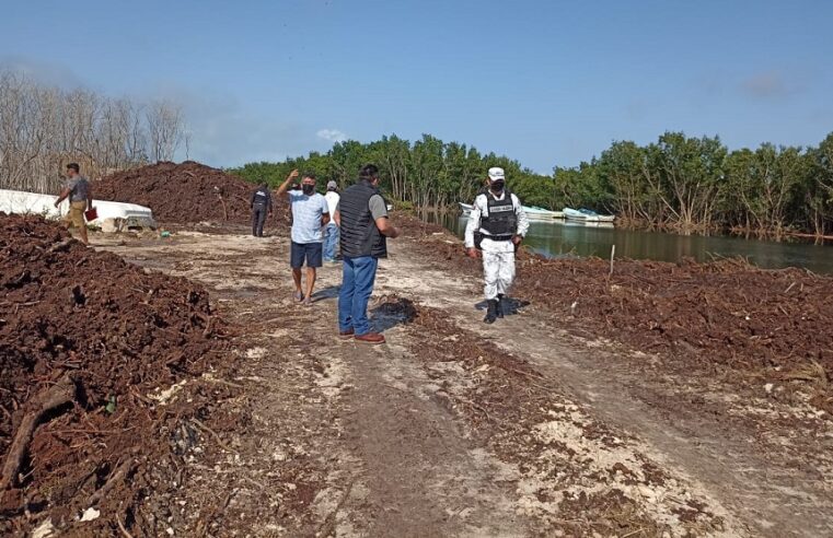 Sorprenden al alcalde devastando manglares en San Felipe