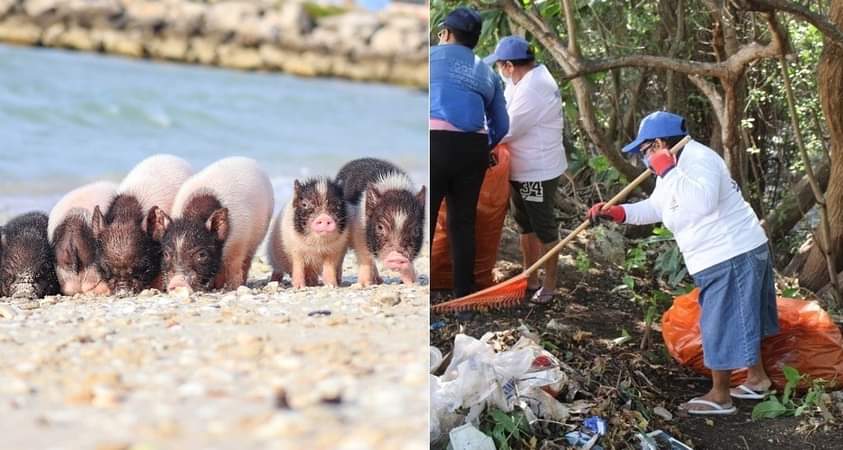 En Progreso, Zacarías atiende mejor a los cerdos que a sys empleados municipales