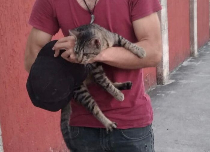 Rescatan en Kanasín a gato que subió a un pino de siete metros