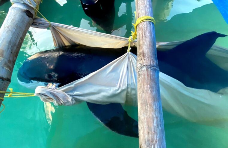 Muere ‘Escuishe’, la orca pigmea rescatada en Yucatán… y ya recaló otra
