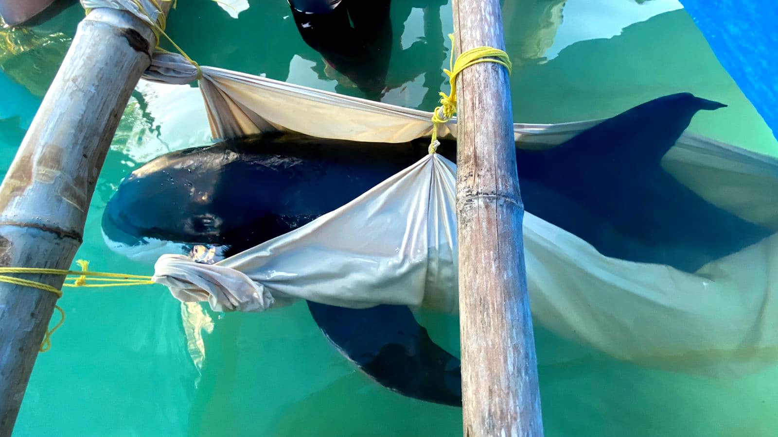 Muere ‘Escuishe’, la orca pigmea rescatada en Yucatán… y ya recaló otra