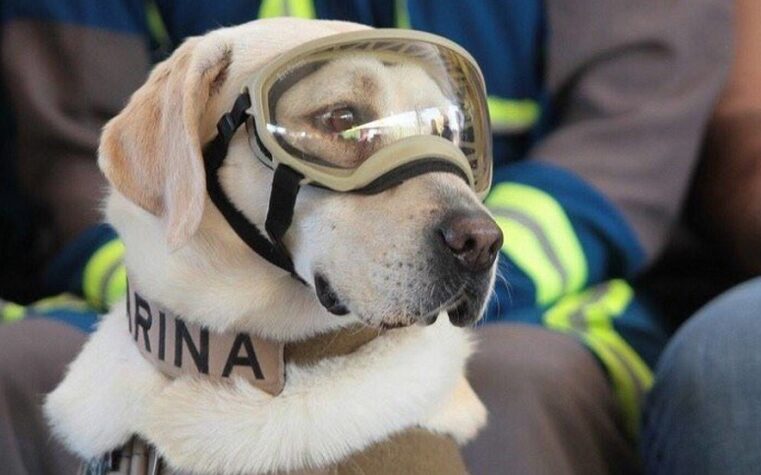 Muere Frida, la perrita rescatista en el terremoto de 2017