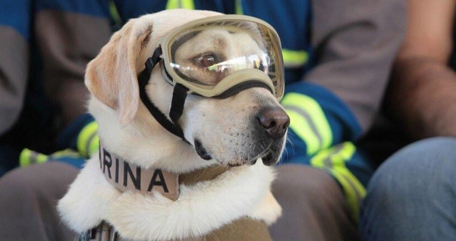 Muere Frida, la perrita rescatista en el terremoto de 2017