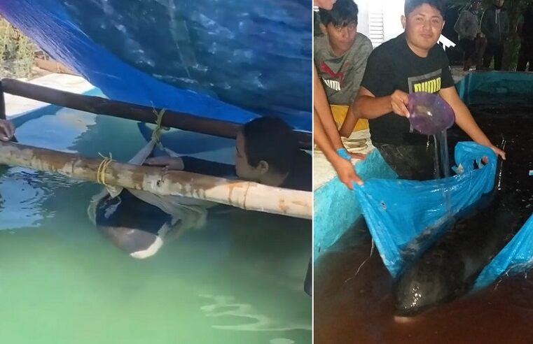 Rescatan una orca pigmea en un puerto de Yucatán
