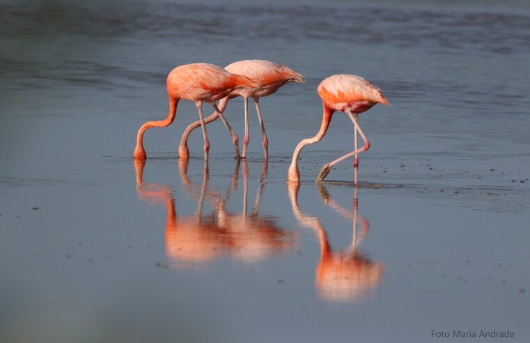 Comienza el Festival de aves Toh 2022