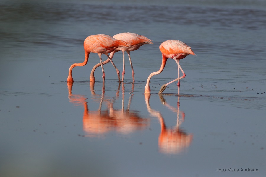 Comienza el Festival de aves Toh 2022