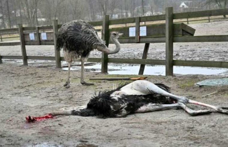 Bombardeo mata al 30% de los animales del zoo favorito de los ucranianos