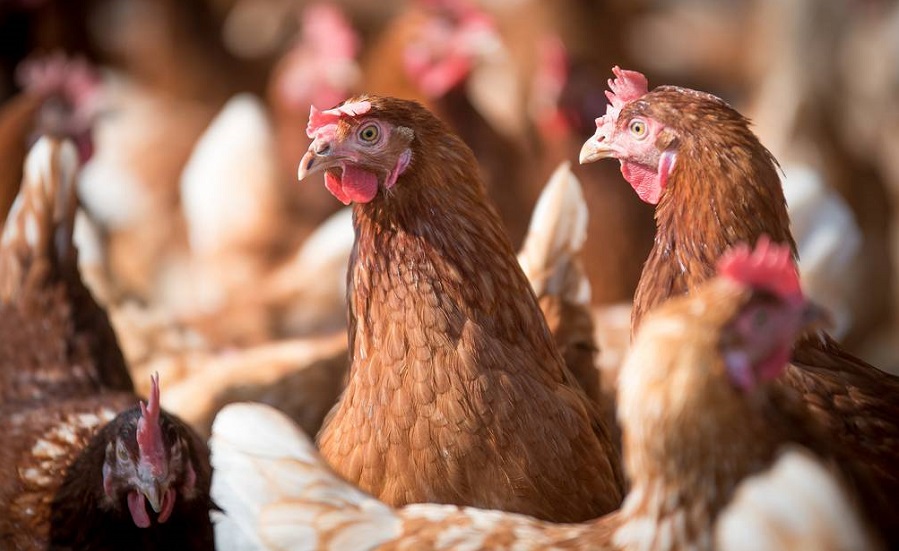 Confirman en Estados Unidos el primer caso de gripe aviar en humanos
