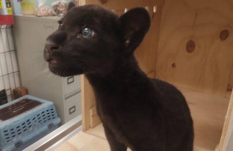 Aseguran un cachorro de jaguar en el aeropuerto de Mérida