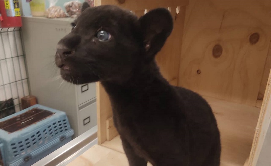 Aseguran un cachorro de jaguar en el aeropuerto de Mérida