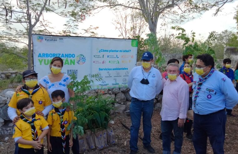 En marcha una cruzada de reforestación para preservar las abejas meliponas