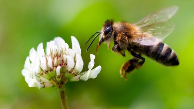 Los nuevos paisajes urbanos, entre los principales asesinos de abejas