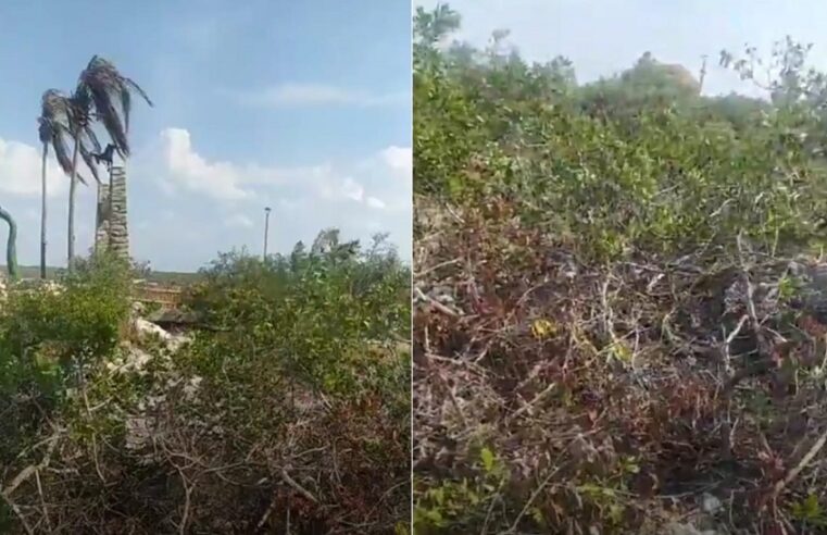 El parque jurásico de Progreso, un sendero de destrucción de manglar en Yucatán