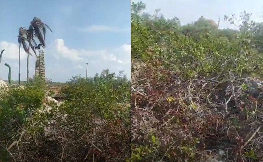 El parque jurásico de Progreso, un sendero de destrucción de manglar en Yucatán