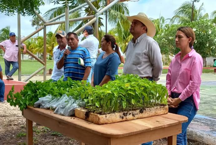 Continúa el Gobierno del Estado la distribución de plantas de chile habanero