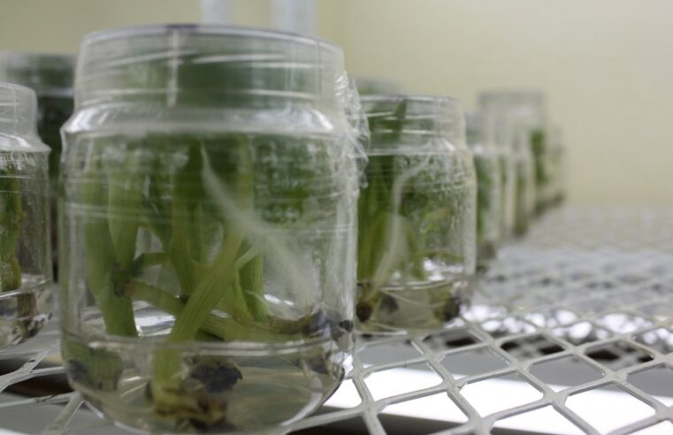 Mérida será sede del Congreso Nacional de Bioquímica