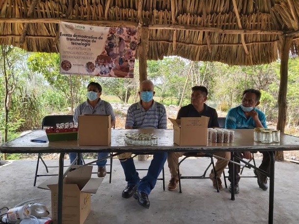 Fortalecen el vuelo de las abejas nativas de Yucatán con capacitación ,