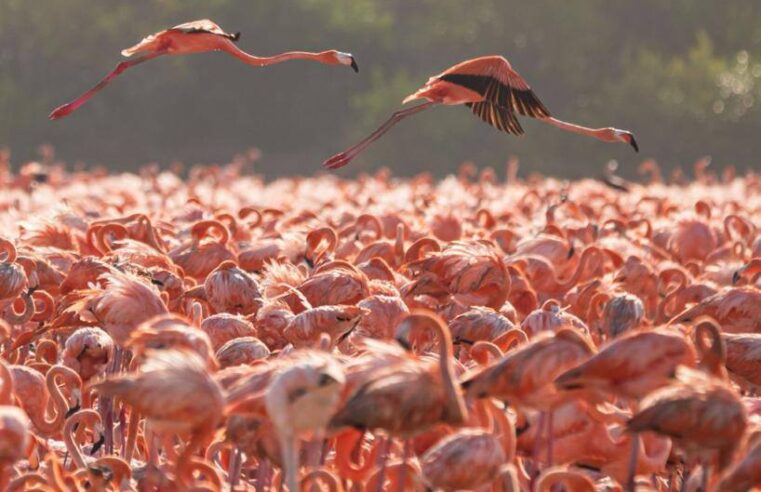 La costa norte de Yucatán recibe a miles de flamencos para su anidación