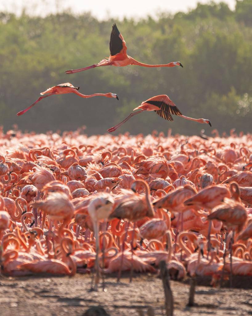 La costa norte de Yucatán recibe a miles de flamencos para su anidación