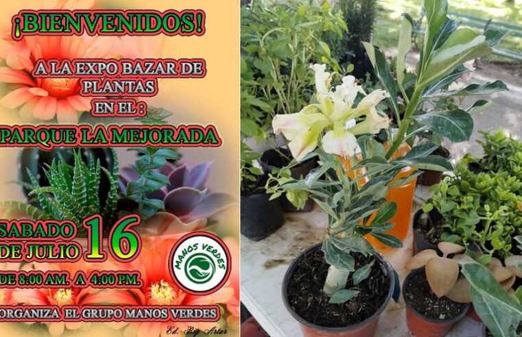 Ya viene la Expo Bazar de Plantas, el sábado 16 de julio en Mejorada
