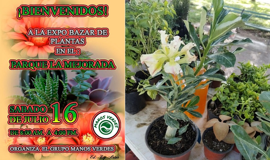 Ya viene la Expo Bazar de Plantas, el sábado 16 de julio en Mejorada