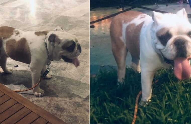 Ayuda a que Titan vuelva a casa: se lo robaron en Chabihau