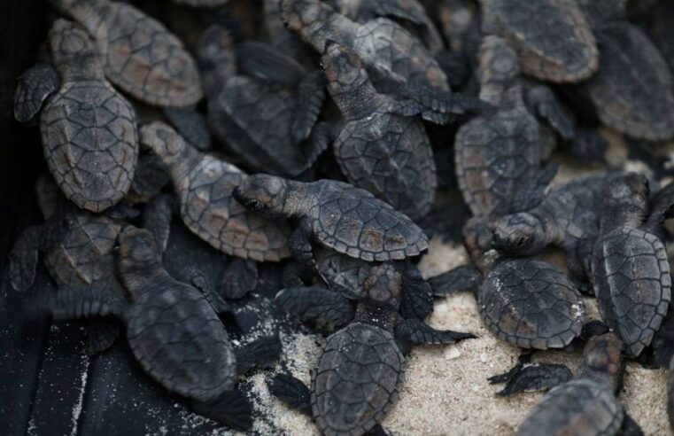 Liberan 89 crías de tortuga carey en playas de Sisal