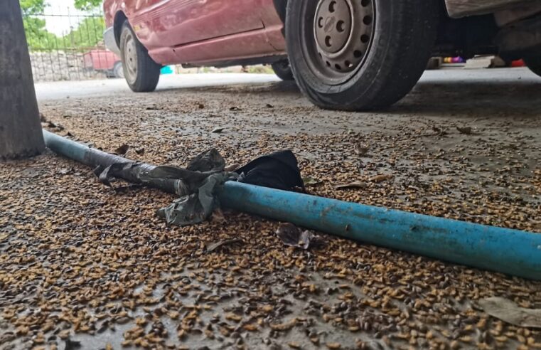 Una plaga de cochinillas invade un poblado del norte de Mérida