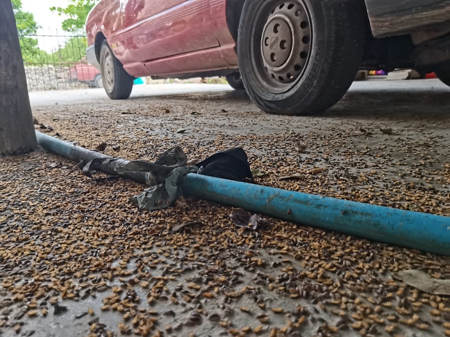 Una plaga de cochinillas invade un poblado del norte de Mérida