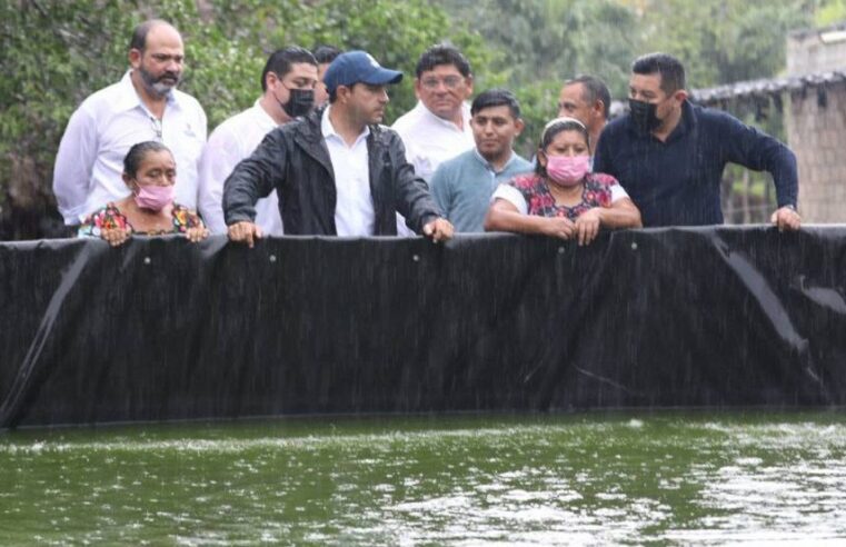 Con apoyo de Mauricio Vila, consolidan la cría de tilapia en el oriente de Yucatán