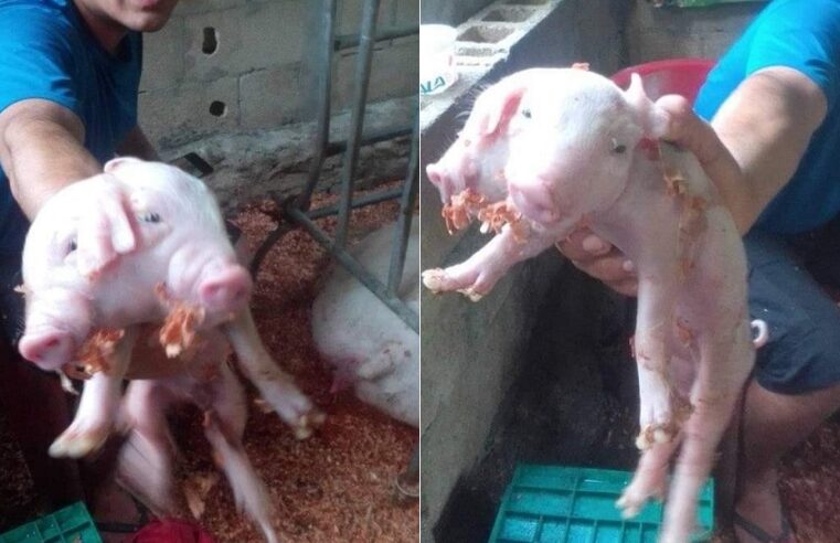 Nace cerdito de dos cabezas en una granja de Yucatán