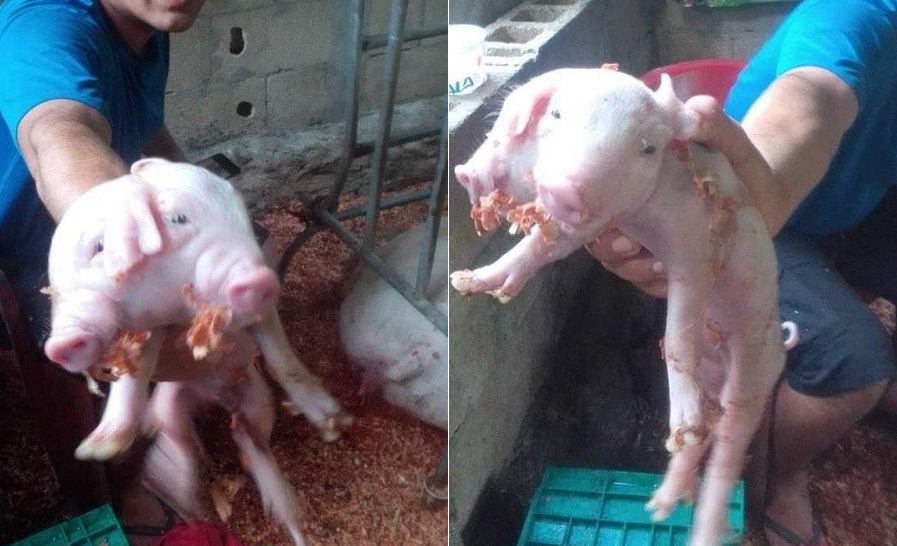 Nace cerdito de dos cabezas en una granja de Yucatán