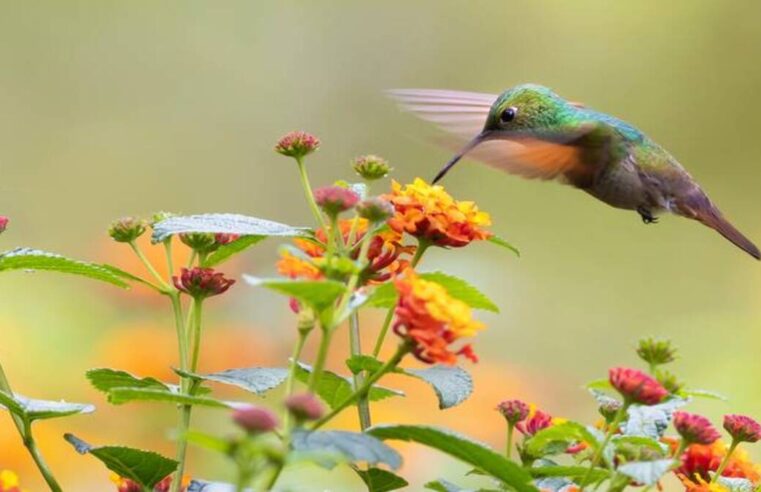 Mérida fue sede de curso nacional para proteger a la fauna en emergencias climáticas