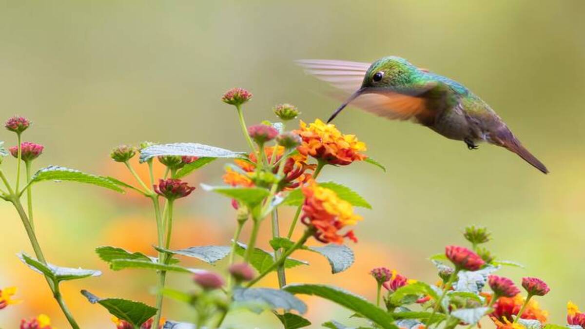 Mérida fue sede de curso nacional para proteger a la fauna en emergencias climáticas