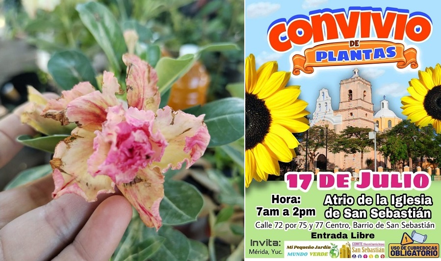 Invitan al Convivio de Plantas en el barrio de San Sebastián, el domingo 17 de julio