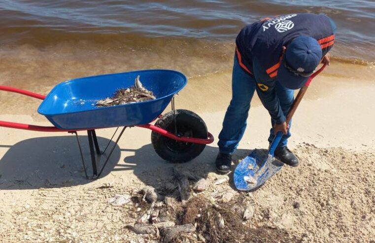 Marea roja deja mortandad de peces en la costa yucateca